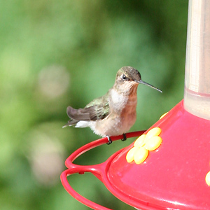 Black-chinned Hummingbird